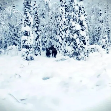 The Lazy Lynx - Frontier Village North Pole Exterior photo