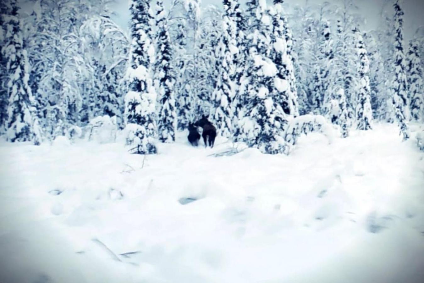 The Lazy Lynx - Frontier Village *